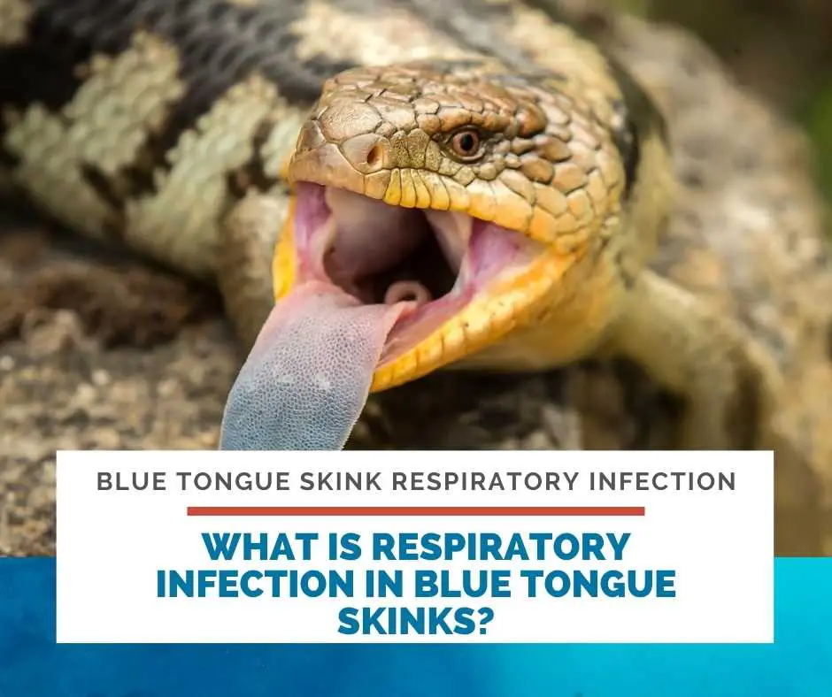 What Is Respiratory Infection In Blue Tongue Skinks?