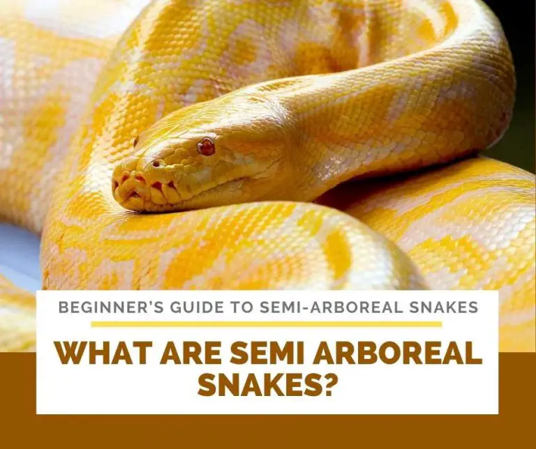 Beginner’s guide to semi-arboreal snakes