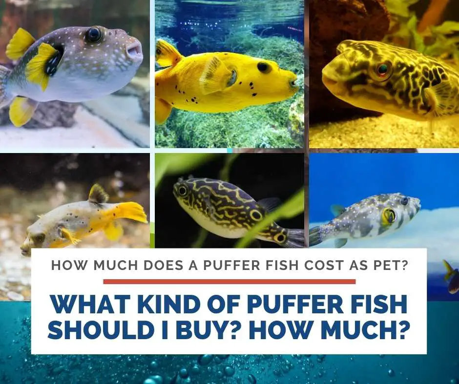 What Kind Of Puffer Fish Should I Buy? How Much It Will Cost?