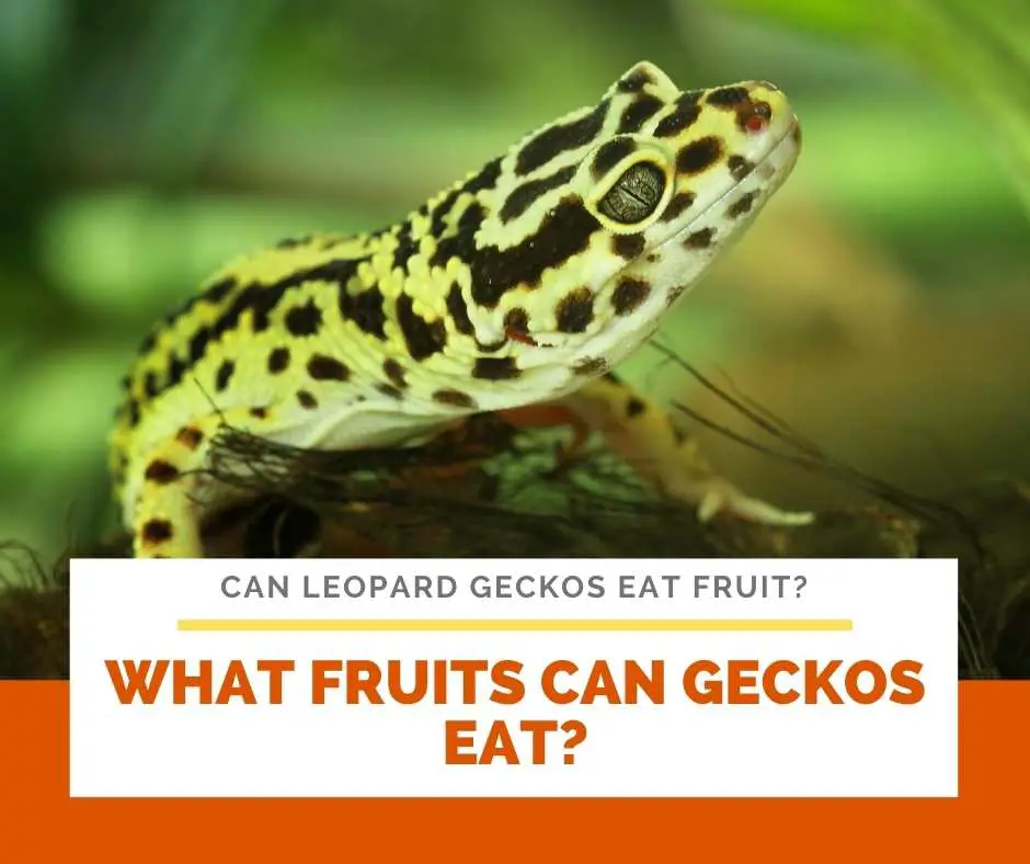 What Fruits Can Geckos Eat?