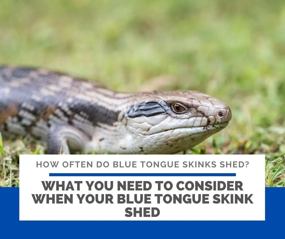 What You Need To Consider When Your Blue Tongue Skink Shed?