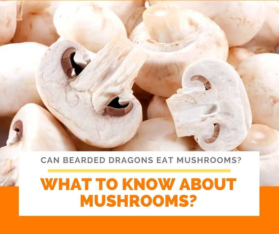 What To Know About Mushrooms?