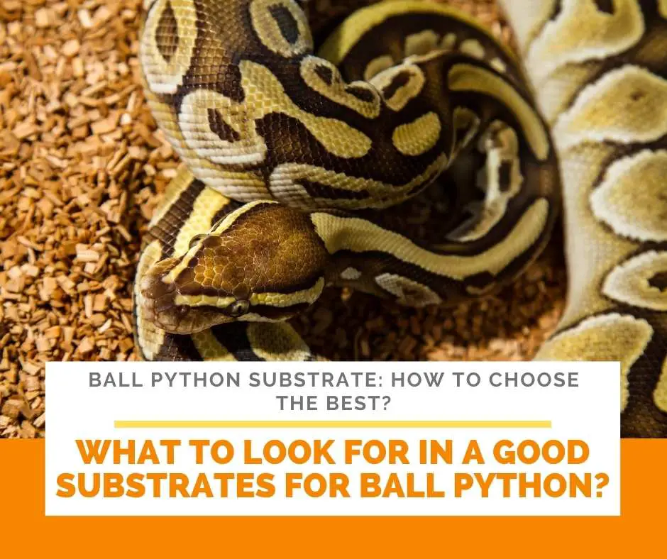 What To Look For In A Good Substrates For Ball Python?