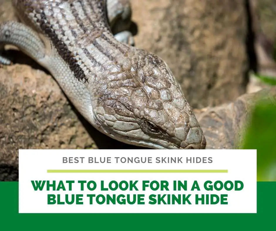 What To Look For In A Good Blue Tongue Skink Hide