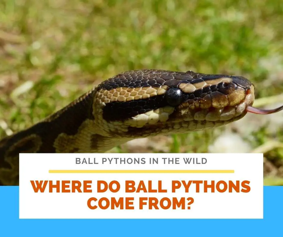 Where Do Ball Pythons Come From?