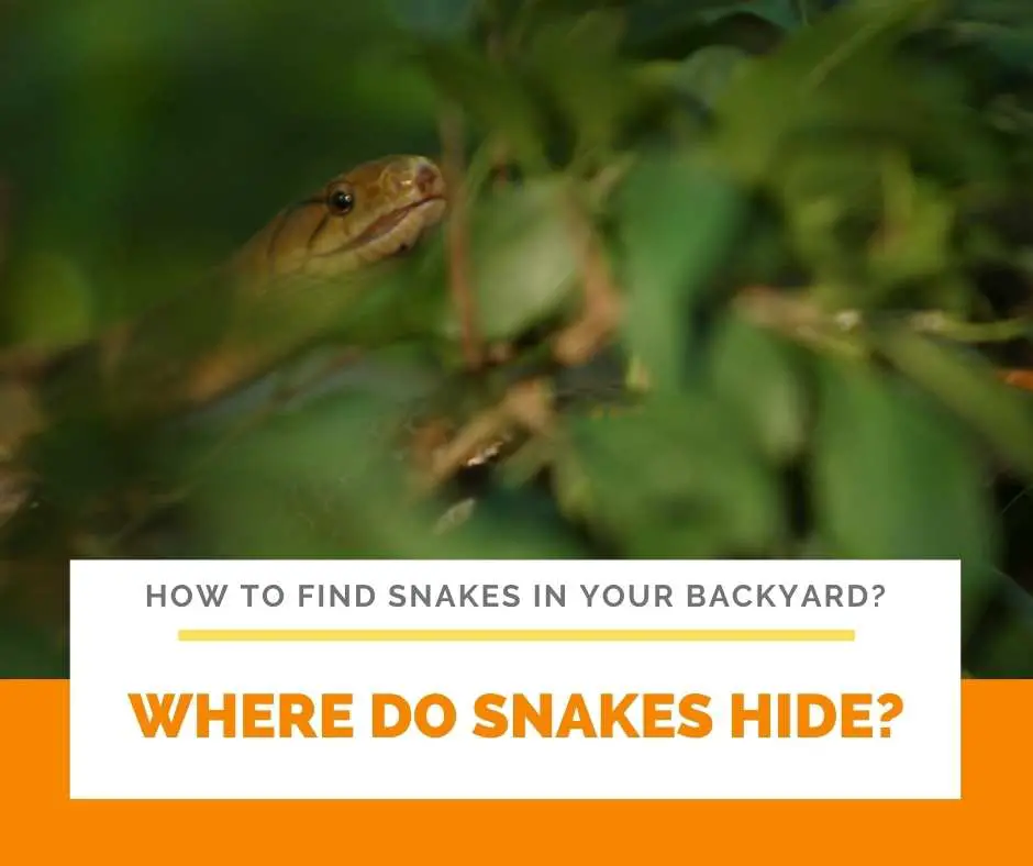 Where Do Snakes Hide?