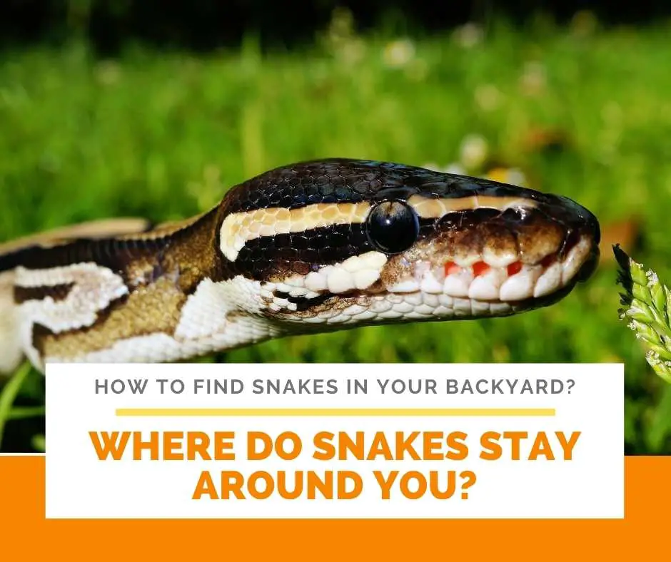 Where Do Snakes Stay Around You?