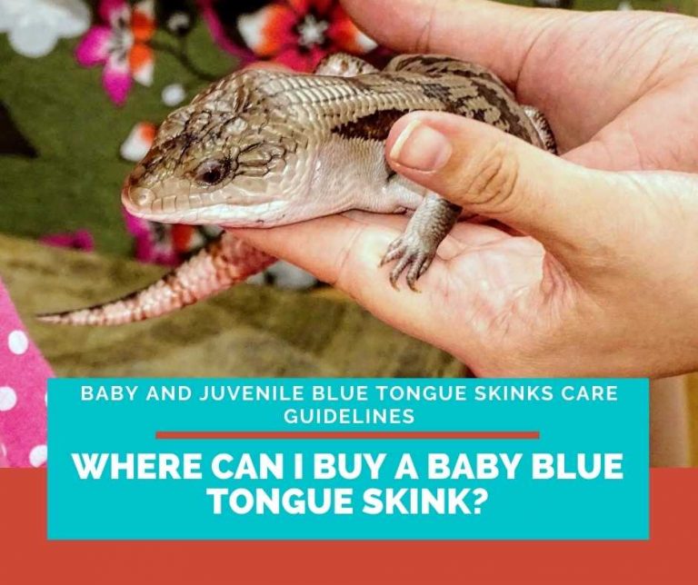 Image showcasing Baby And Juvenile Blue Tongue Skinks Care Guidelines