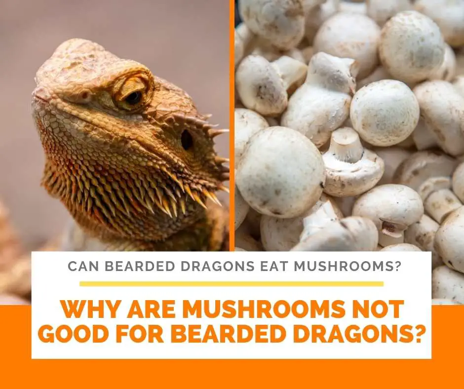 Why Are Mushrooms Not Good For Bearded Dragons?