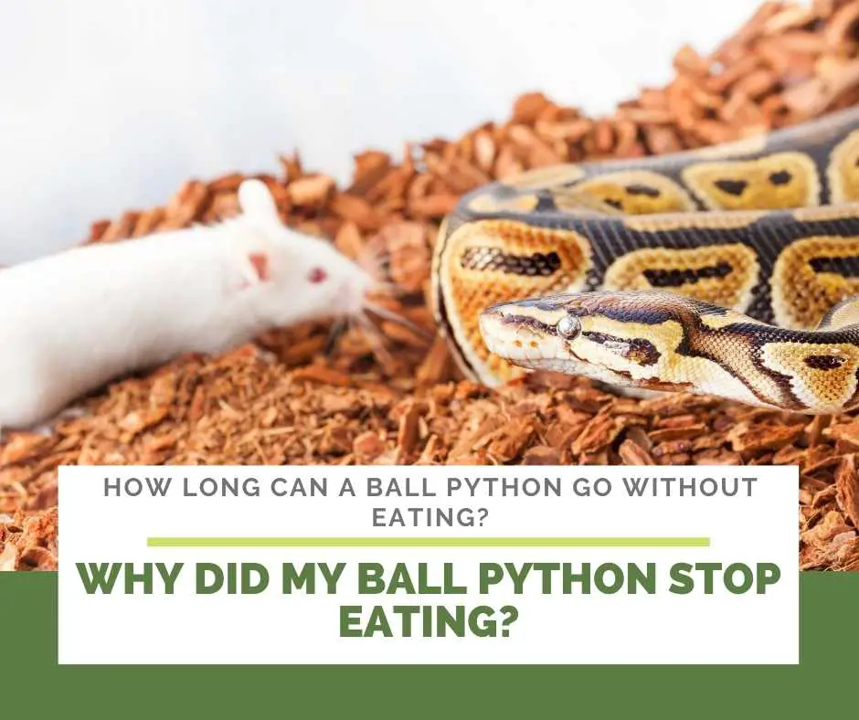 Why Did My Ball Python Stop Eating?