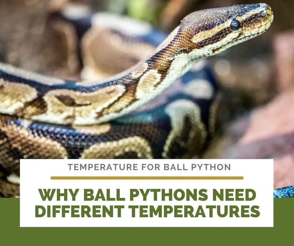 Why Ball Pythons Need Different Temperatures 