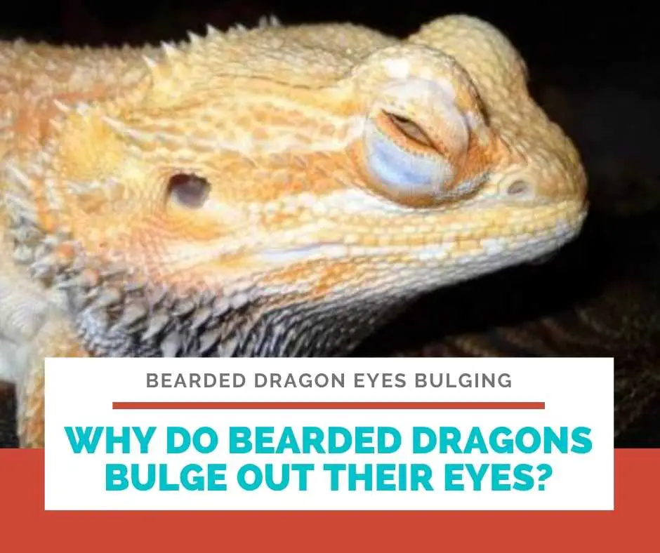 Why Do Bearded Dragons Bulge Out Their Eyes?