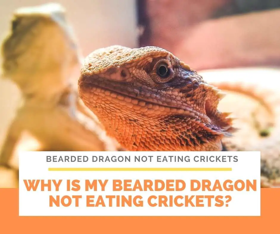 Why Is My Bearded Dragon Not Eating Crickets?