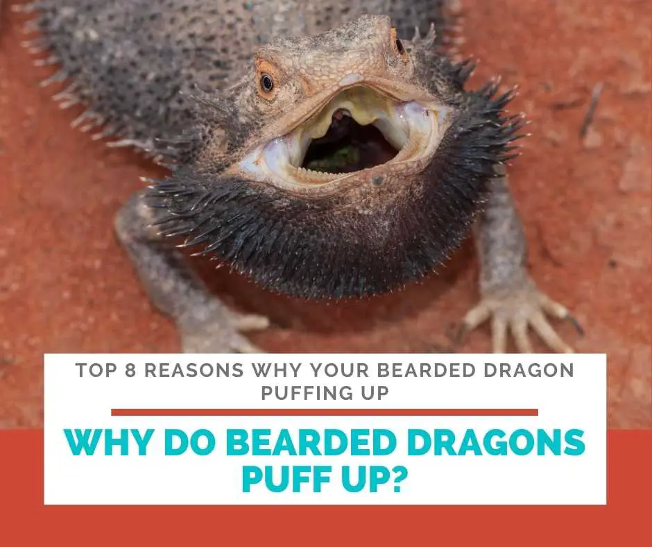 Why Do Bearded Dragons Puff Up?