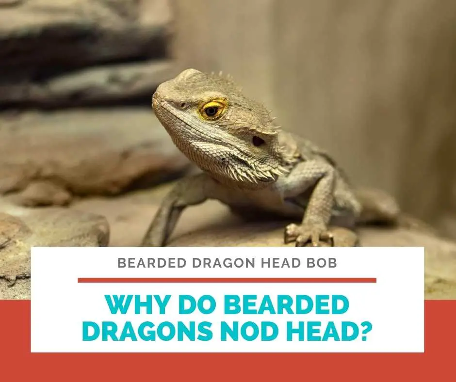Why Do Bearded Dragons Nod Head?