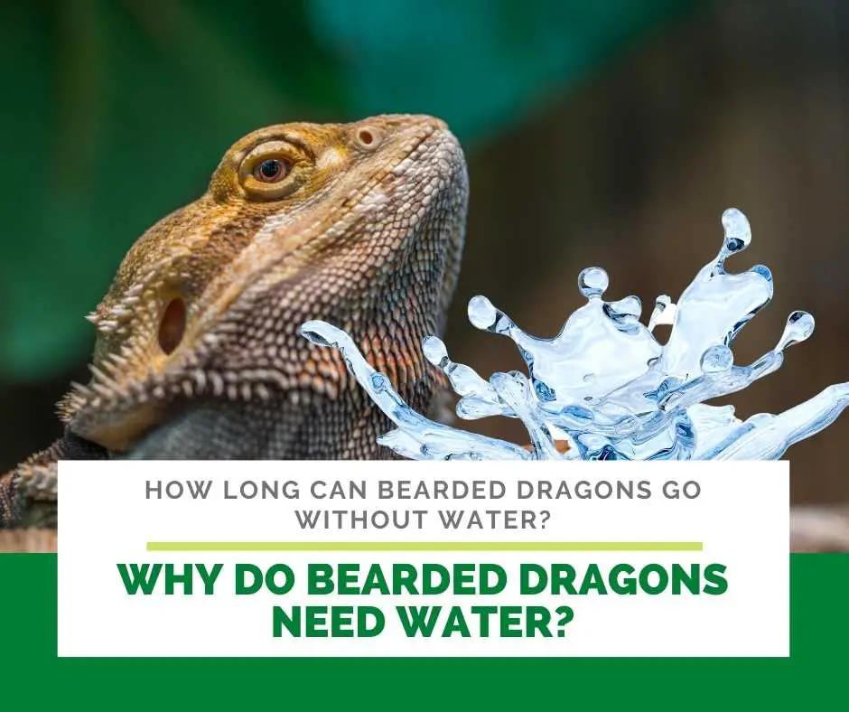 Why Do Bearded Dragons Need Water?
