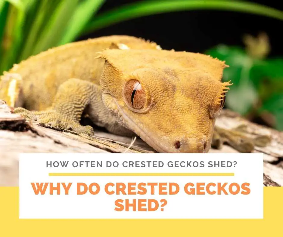 Why Do Crested Geckos Shed?