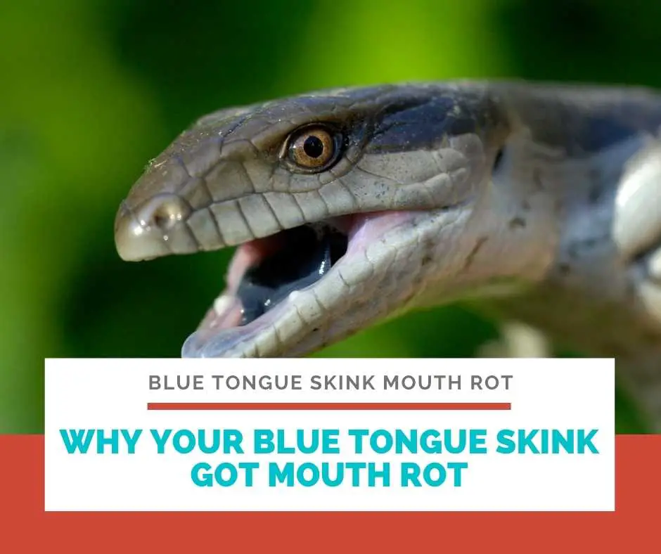 Why Your Blue Tongue Skink Got Mouth Rot