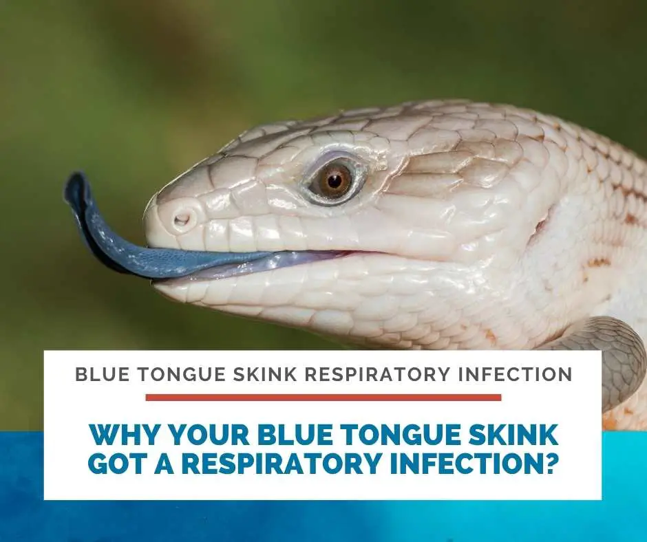 Why Your Blue Tongue Skink Got A Respiratory Infection?