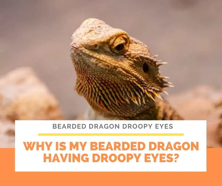 Why Is My Bearded Dragon Having Droopy Eyes?