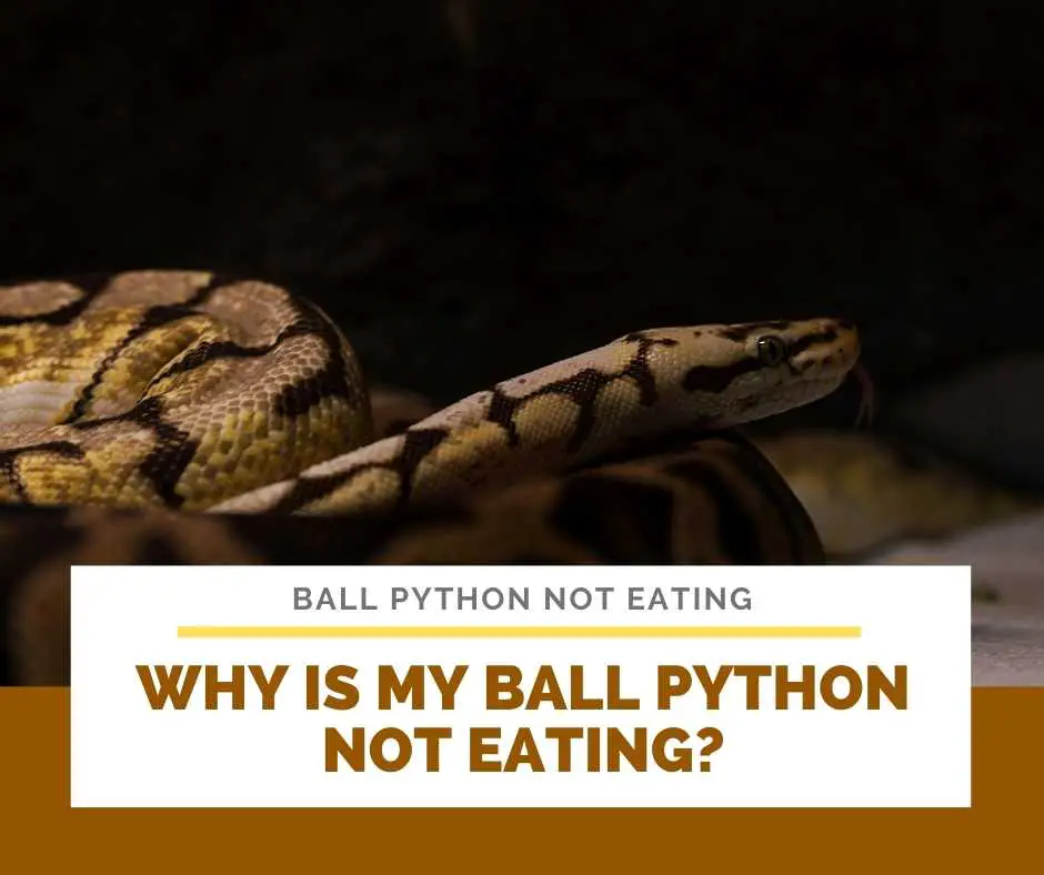 Why Is My Ball Python Not Eating?