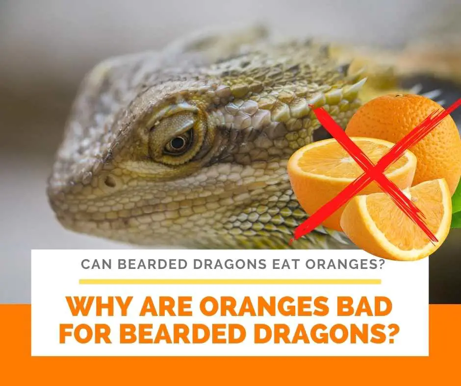 Why Are Oranges Bad For Bearded Dragons?