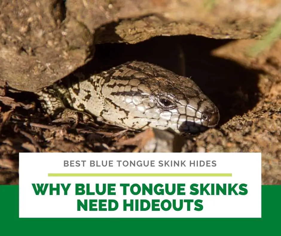 Why Blue Tongue Skinks Need Hideouts