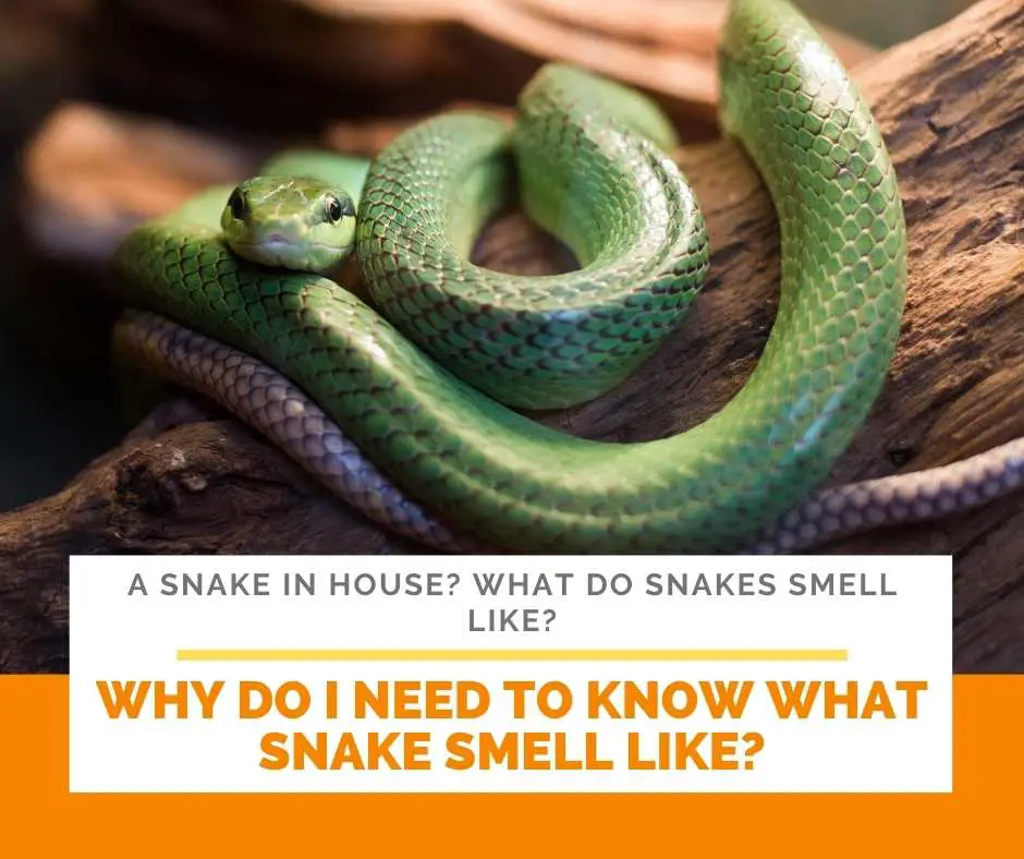 Why Do I Need To Know What Snake Smell Like?