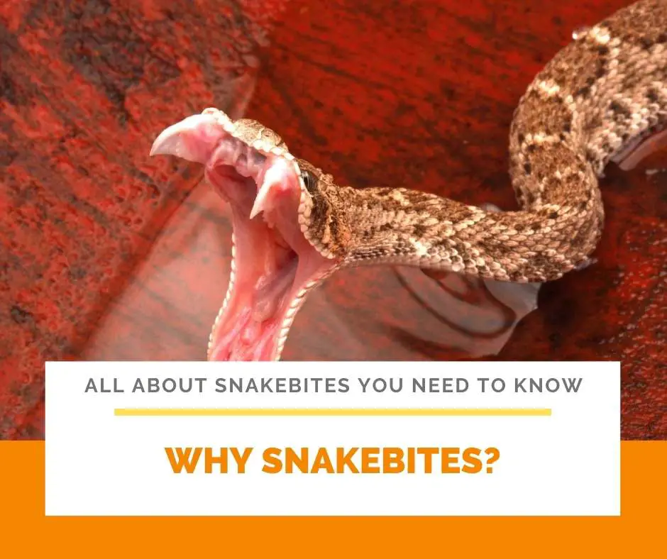 Why Snakebites?