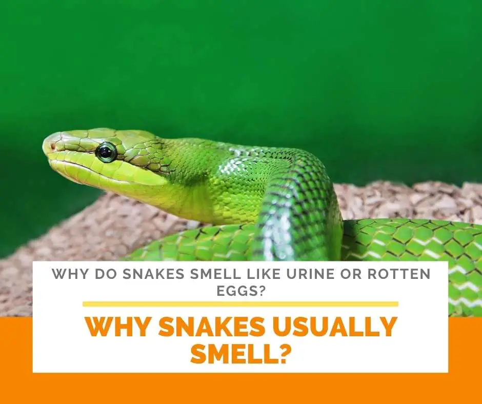 Why Snakes Usually Smell?