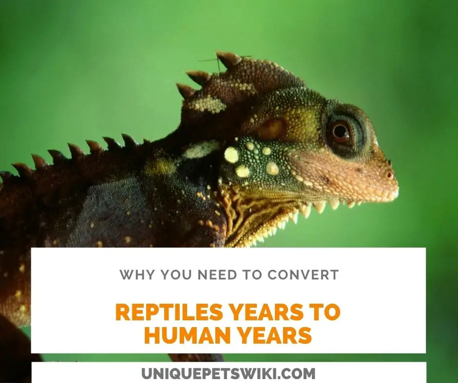 Why You Need To Convert Reptile Years To Human Years
