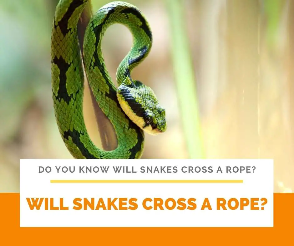 Will Snakes Cross A Rope?