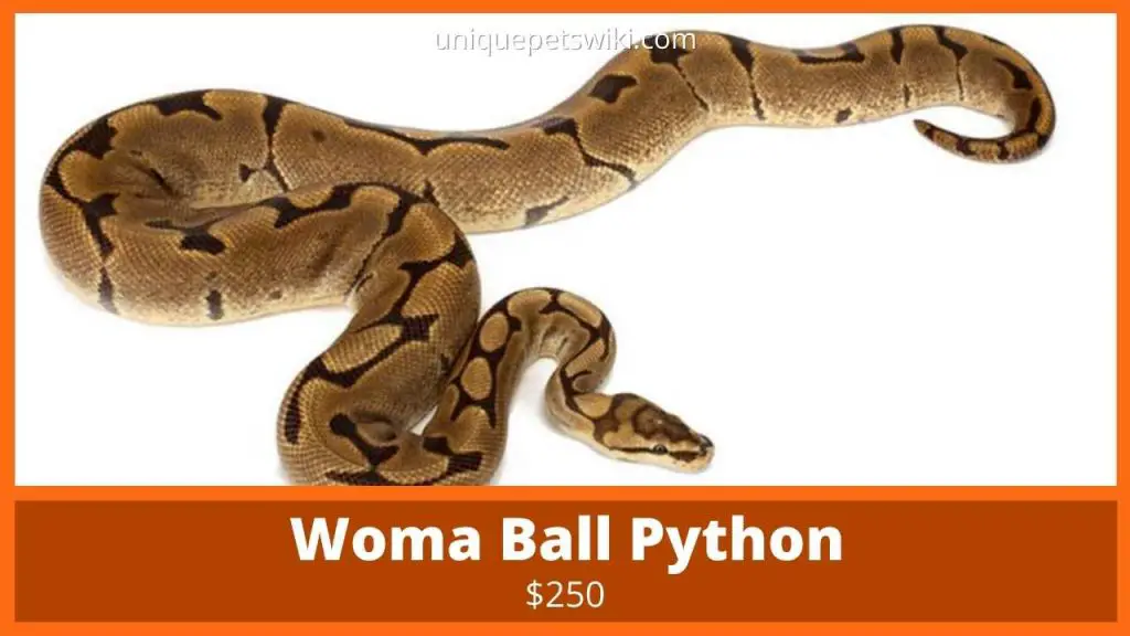 Woma Ball Python