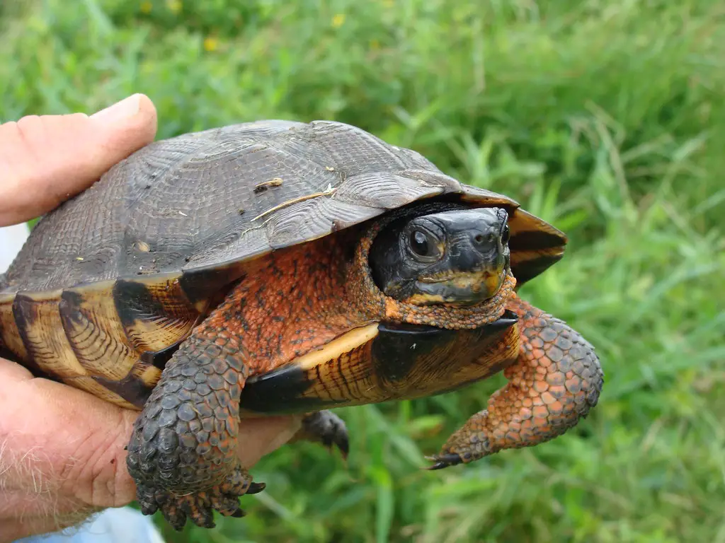 Central American Wood Turtle