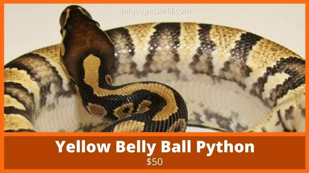 Yellow Belly Ball Python