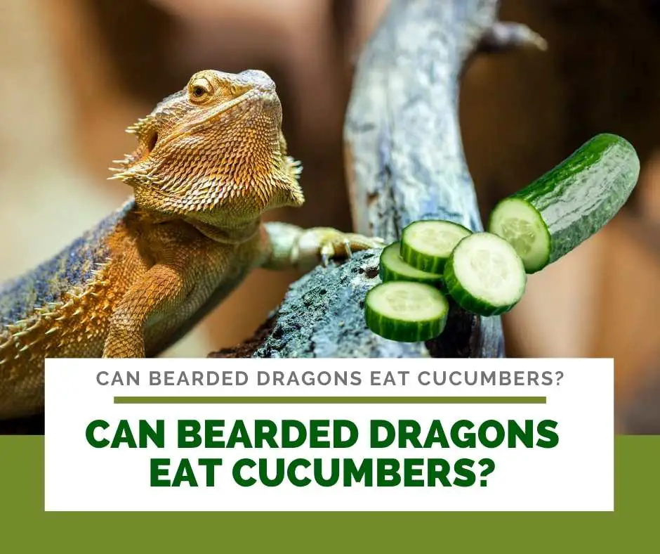 Can Bearded Dragons Eat Cucumbers?