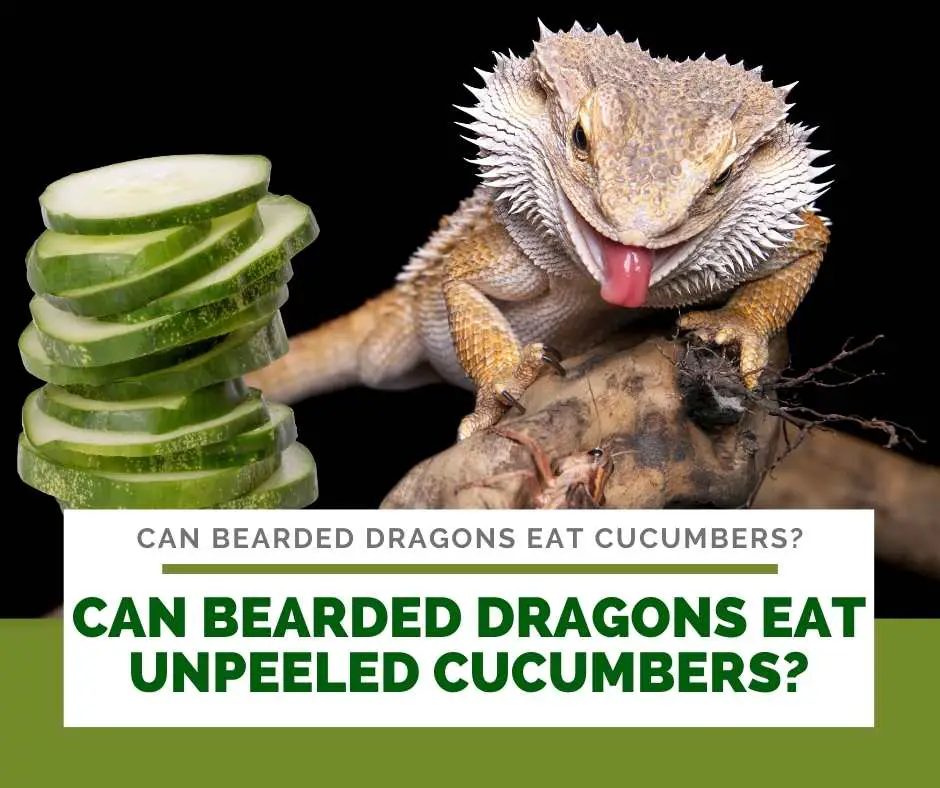 Can Bearded Dragons Eat Unpeeled Cucumbers?