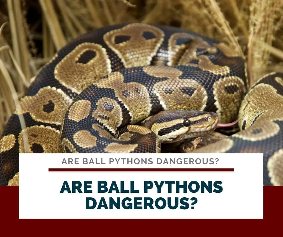 Are Ball Pythons Dangerous?
