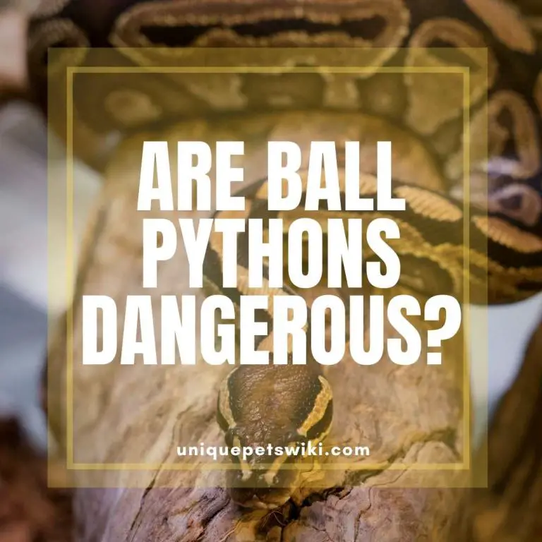 Are Ball Pythons Dangerous? How Hurt Their Bite Is?