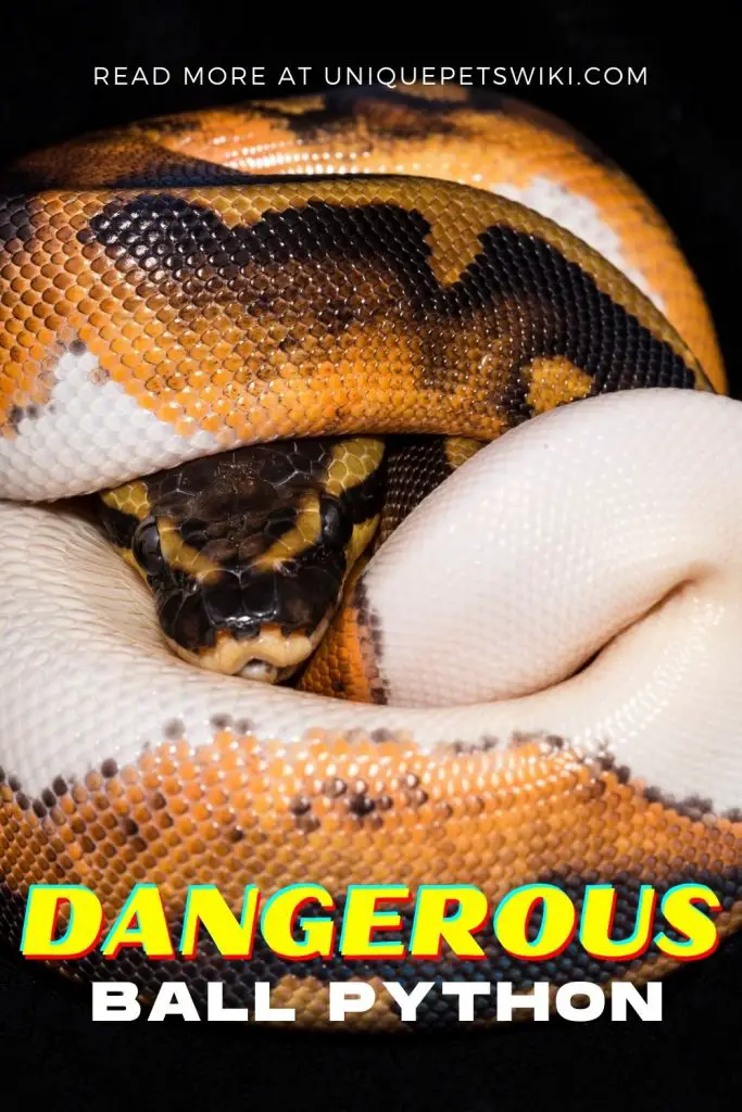 Are Ball Pythons Dangerous Pinterest Pin