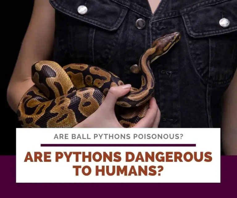 Are Ball Pythons Poisonous?: You're Wrong About This!
