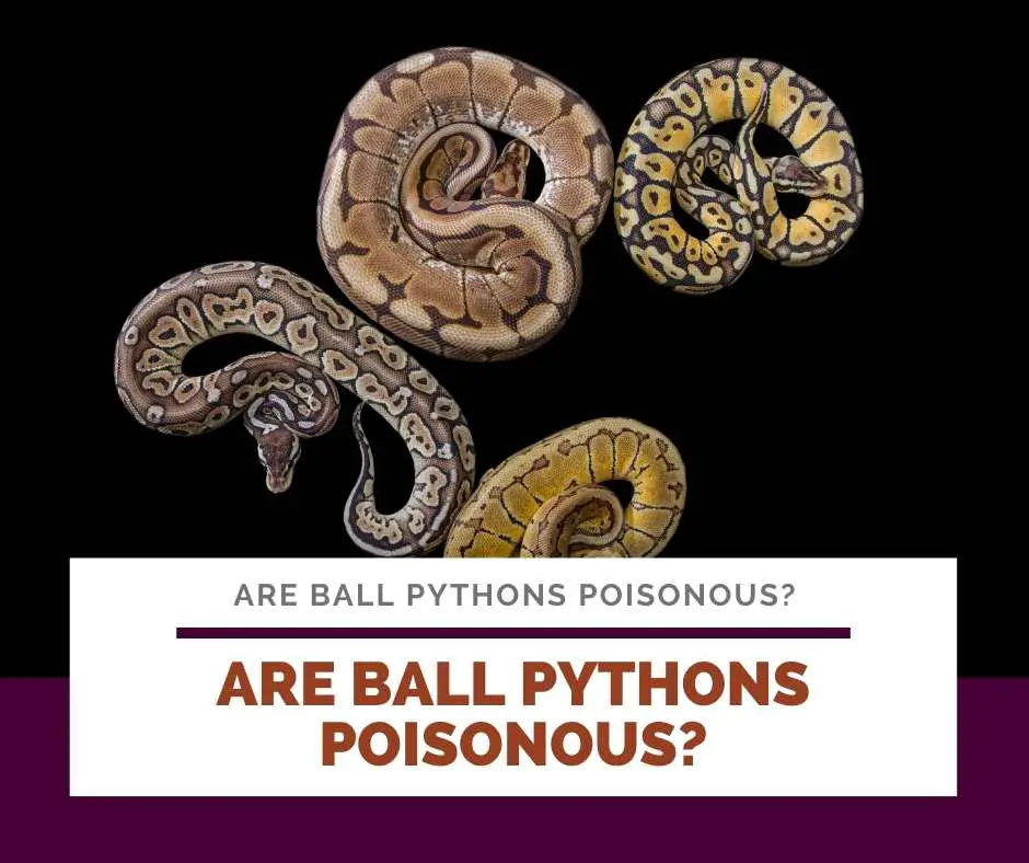 Are Ball Pythons Poisonous?