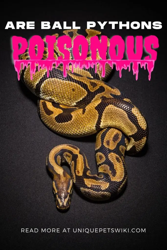 Are Ball Pythons Poisonous Pinterest Pin