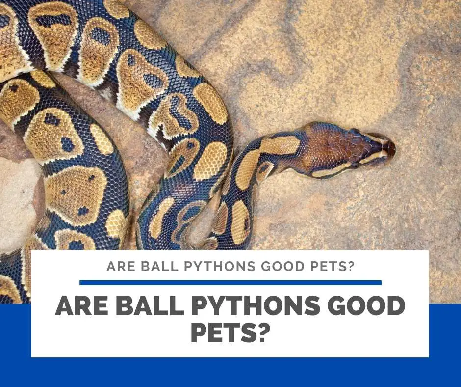 Are Ball Pythons Good Pets?