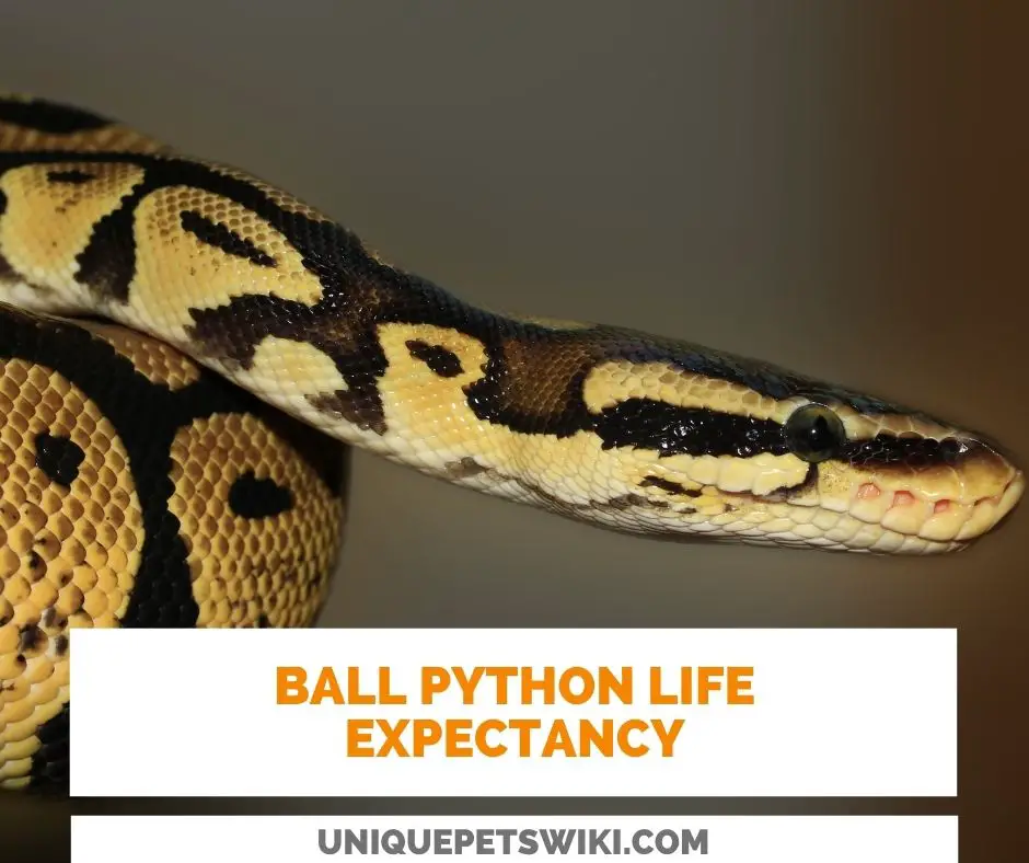 How long is Ball Python Life Expectancy