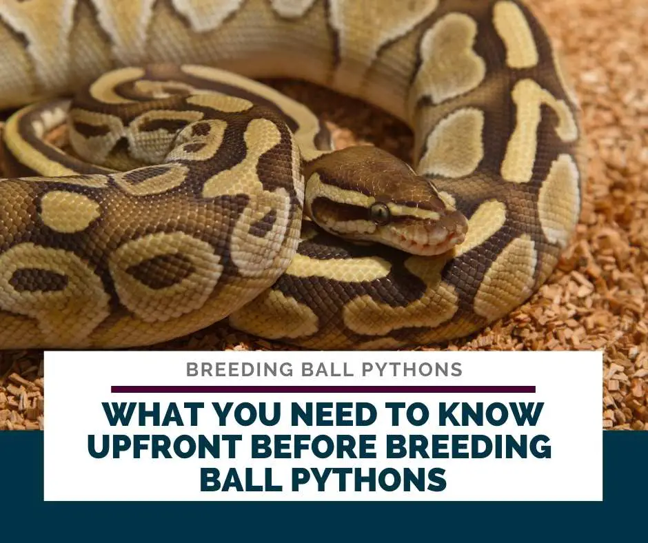 What You Need To Know Upfront Before Breeding Ball Pythons