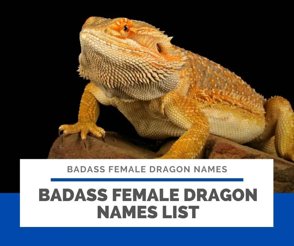 Badass Female Dragon Names List
