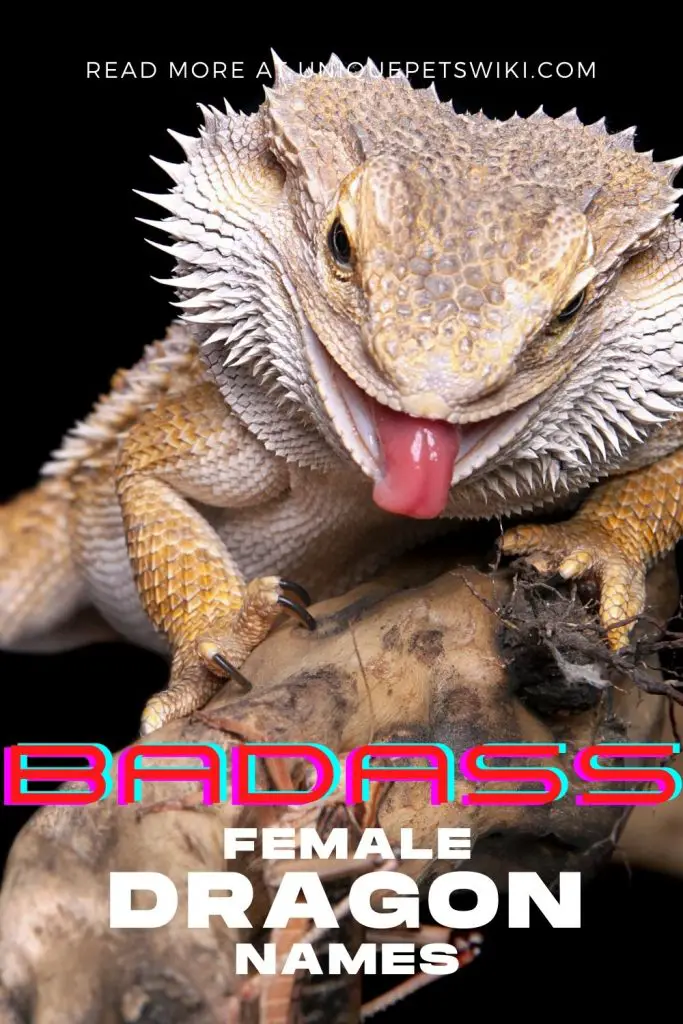 Badass Female Dragon Names Pinterest Pin