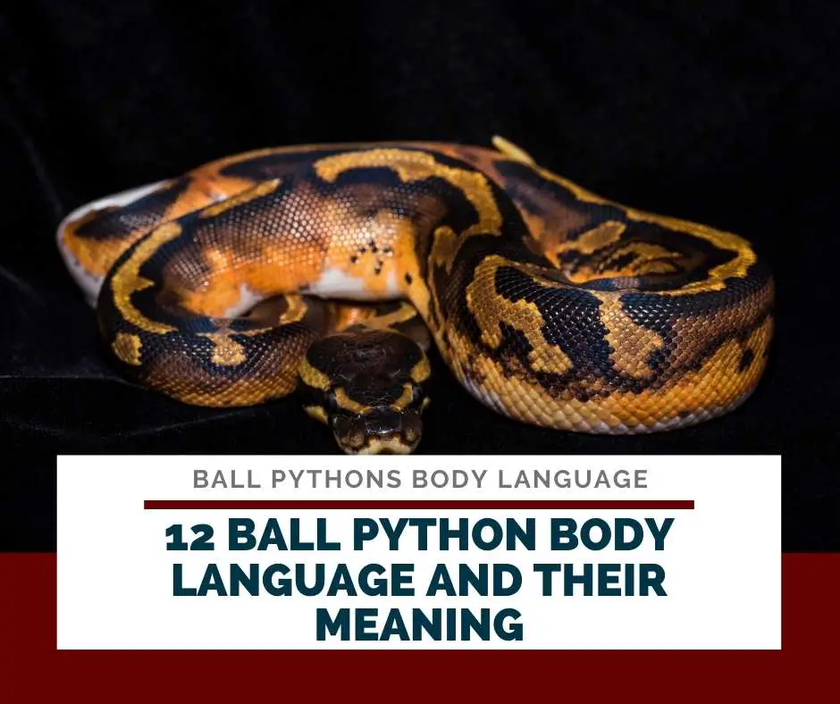 12 Ball Python Body Language And Their Meaning