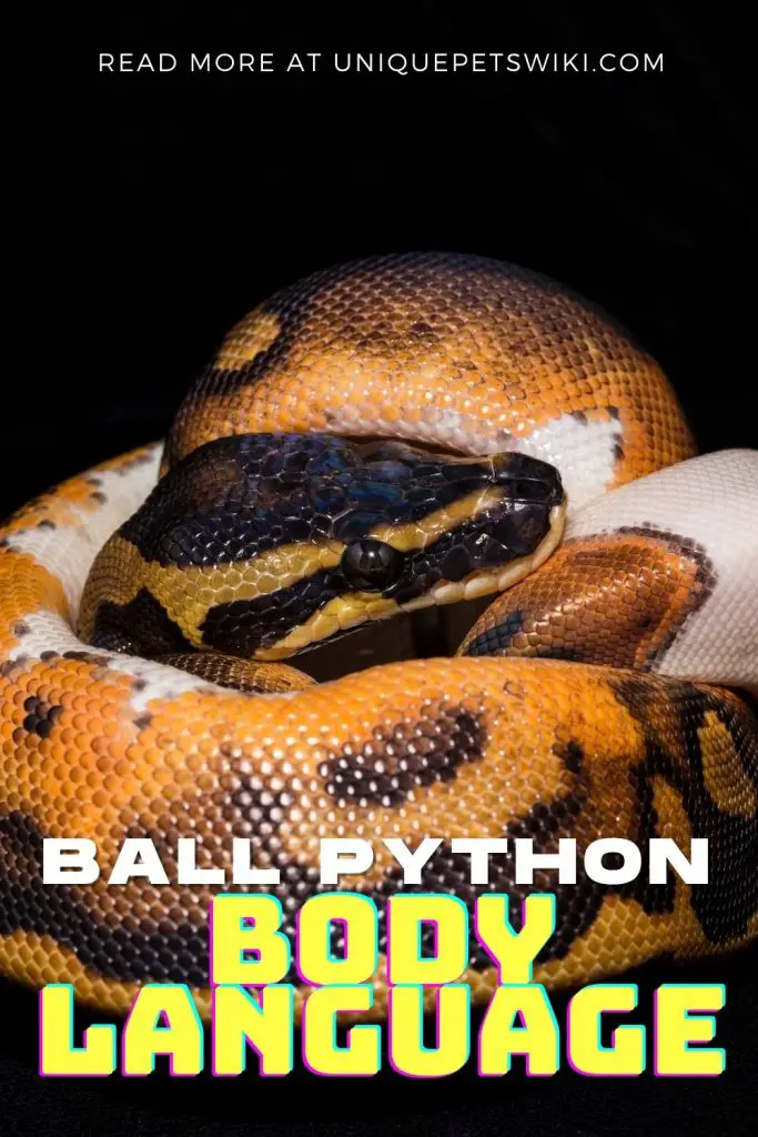 Ball Python Body Language Pinterest Pin